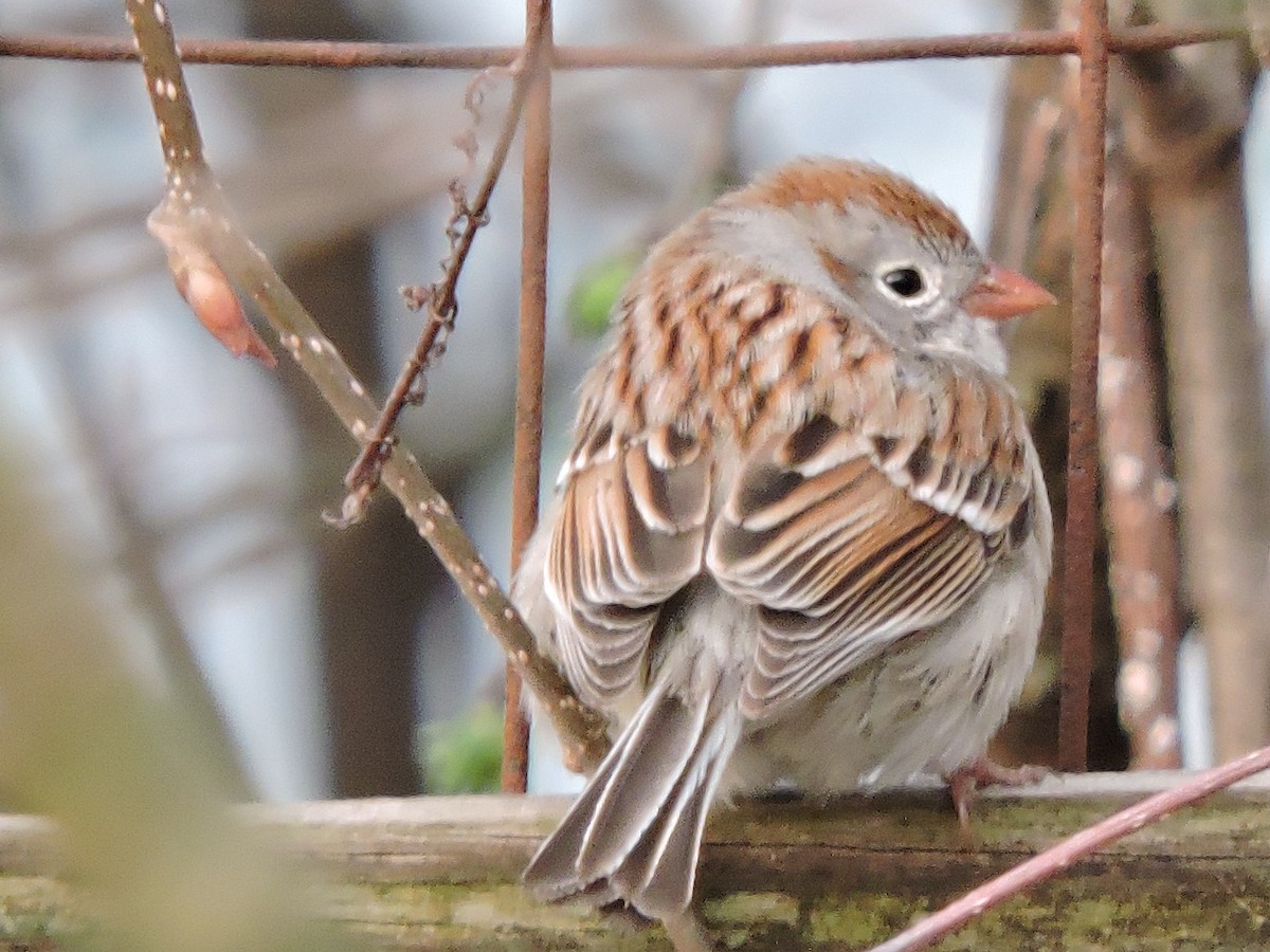 Field Sparrow - Bruce Nott