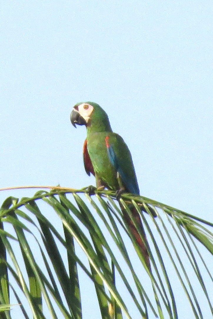 Chestnut-fronted Macaw - Pat McKay