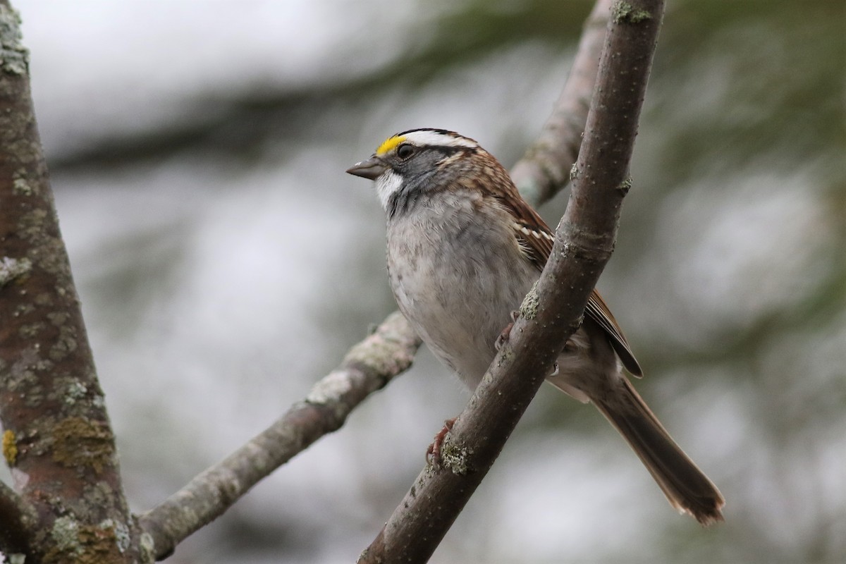 White-throated Sparrow - Margaret Viens