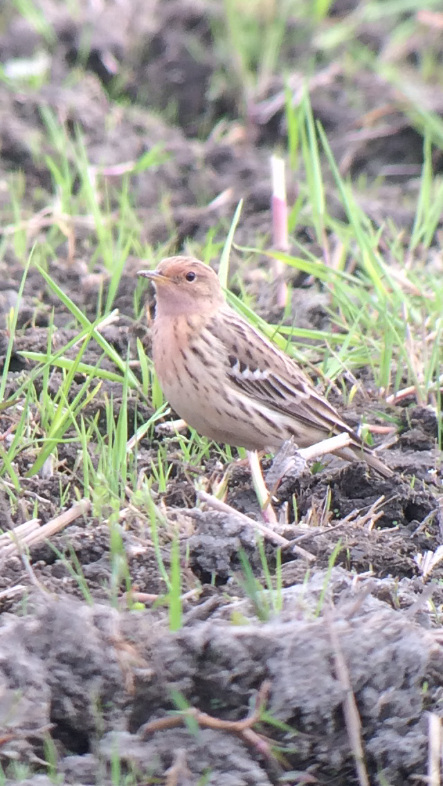 Red-throated Pipit - Alex Nickley