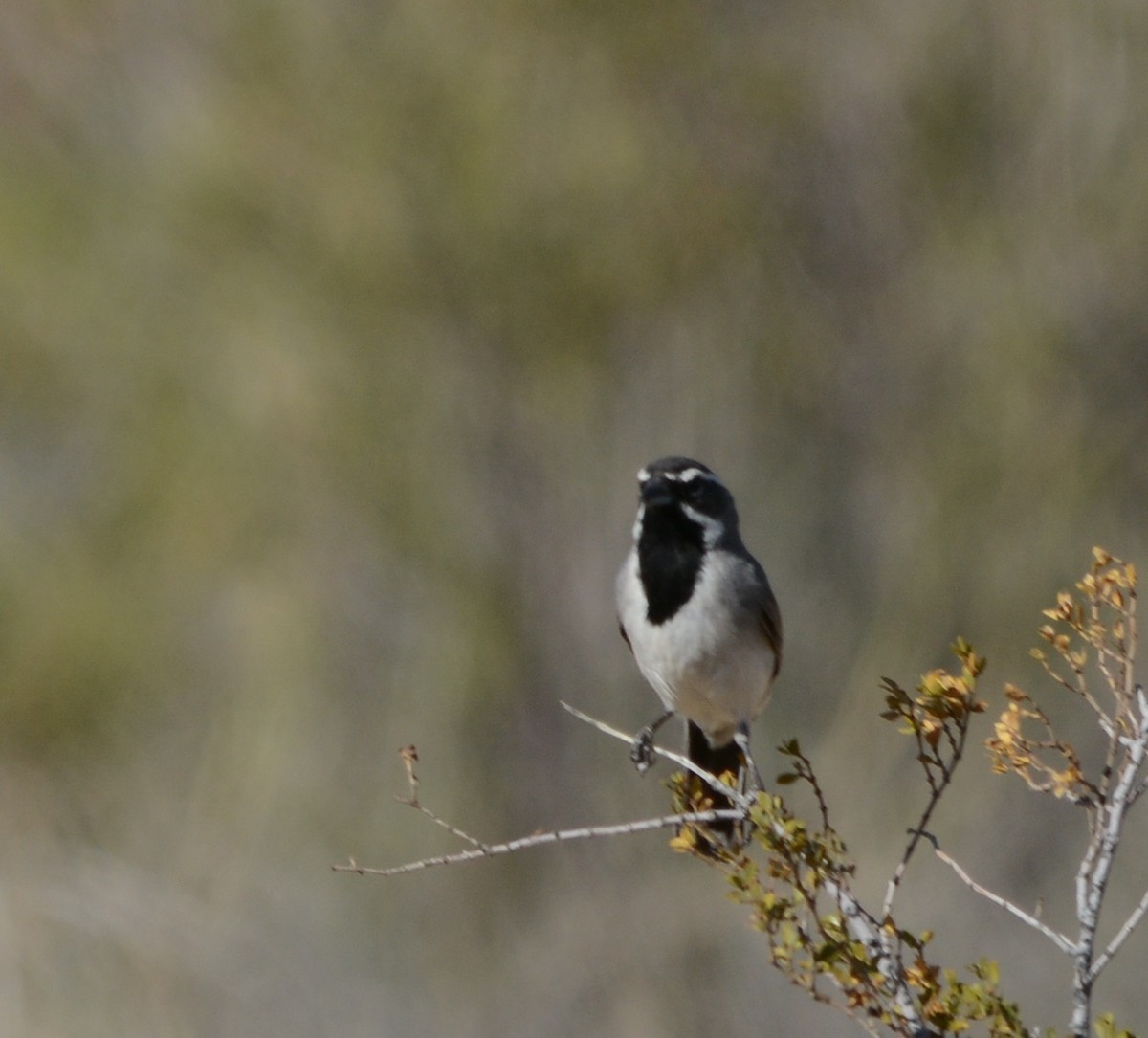 Black-throated Sparrow - ML152052461