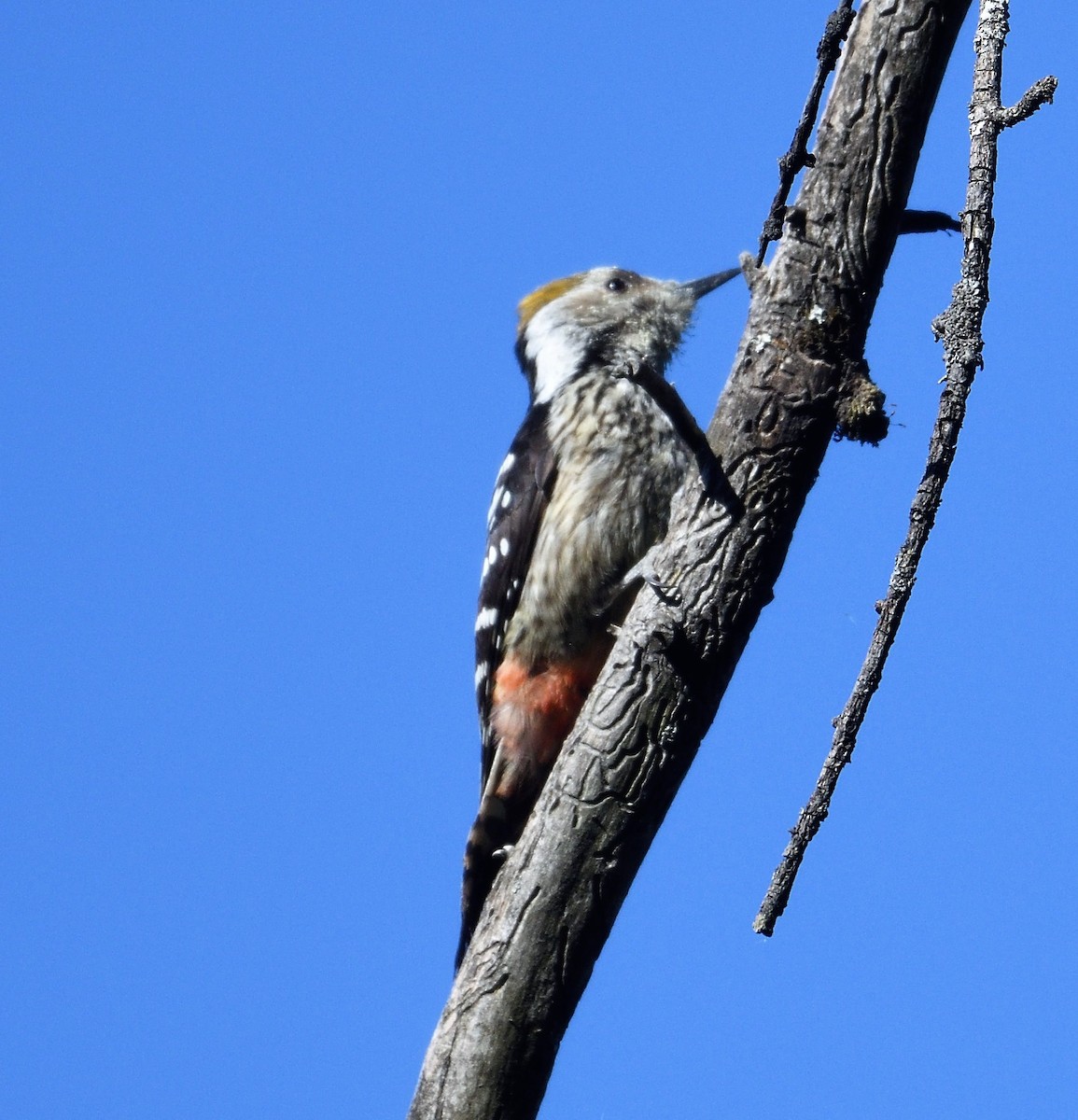 Brown-fronted Woodpecker - ML152052721