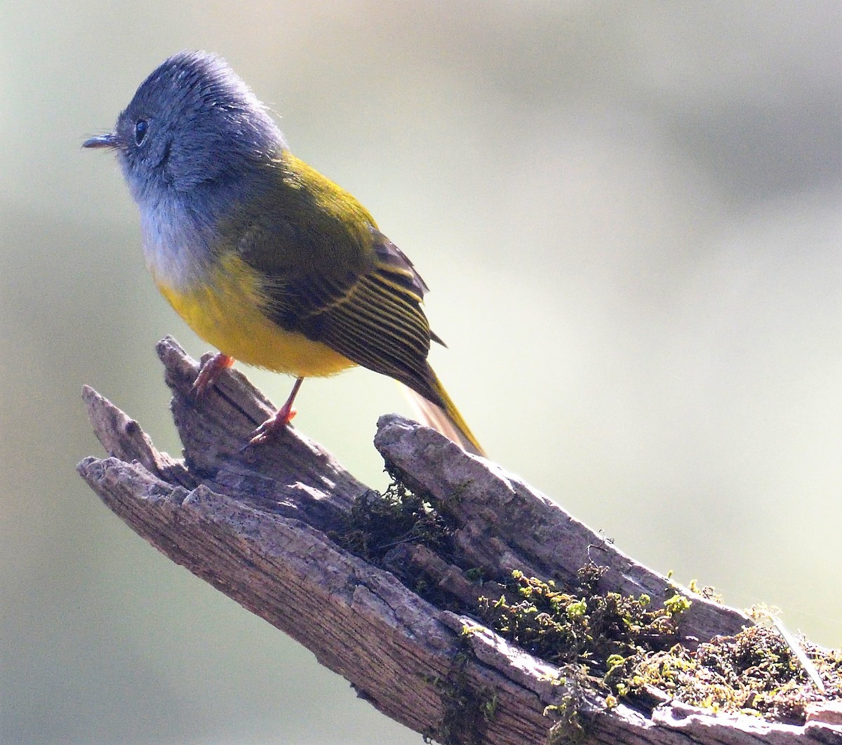 Gray-headed Canary-Flycatcher - ML152052831