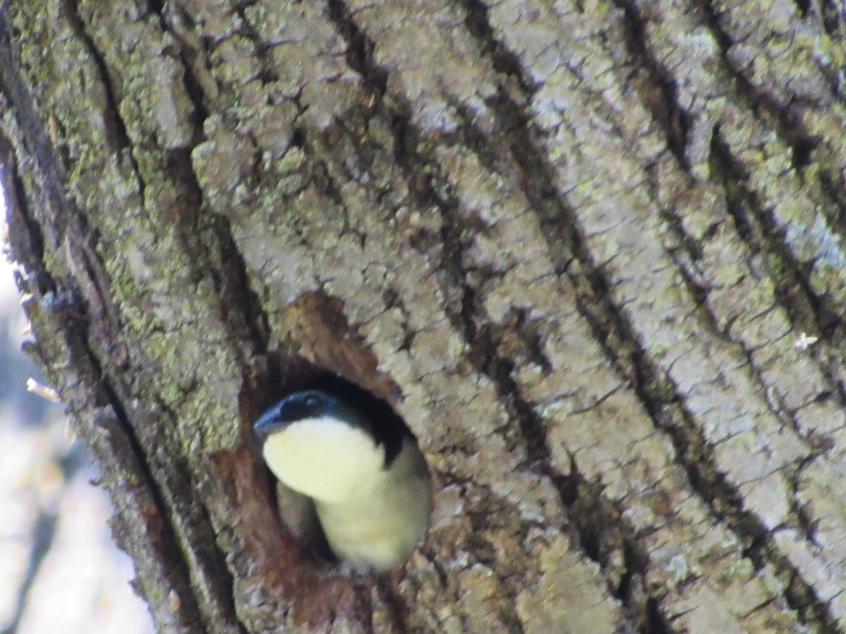 Tree Swallow - ML152052901
