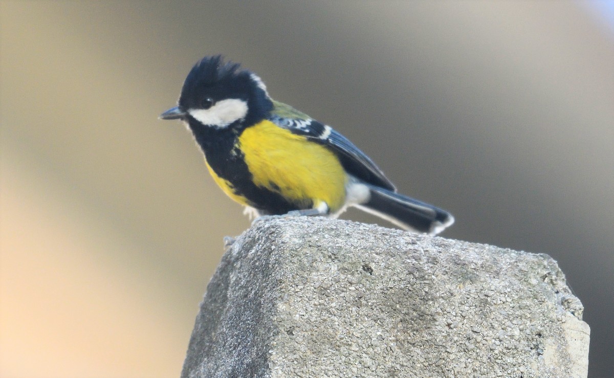 Green-backed Tit - ML152052911