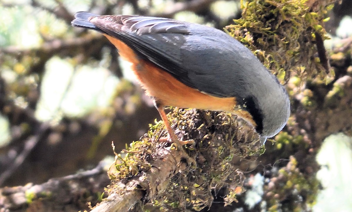 White-tailed Nuthatch - ML152052971