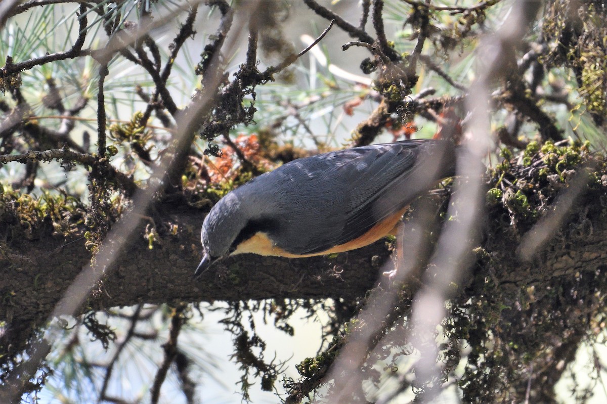 White-tailed Nuthatch - ML152053021