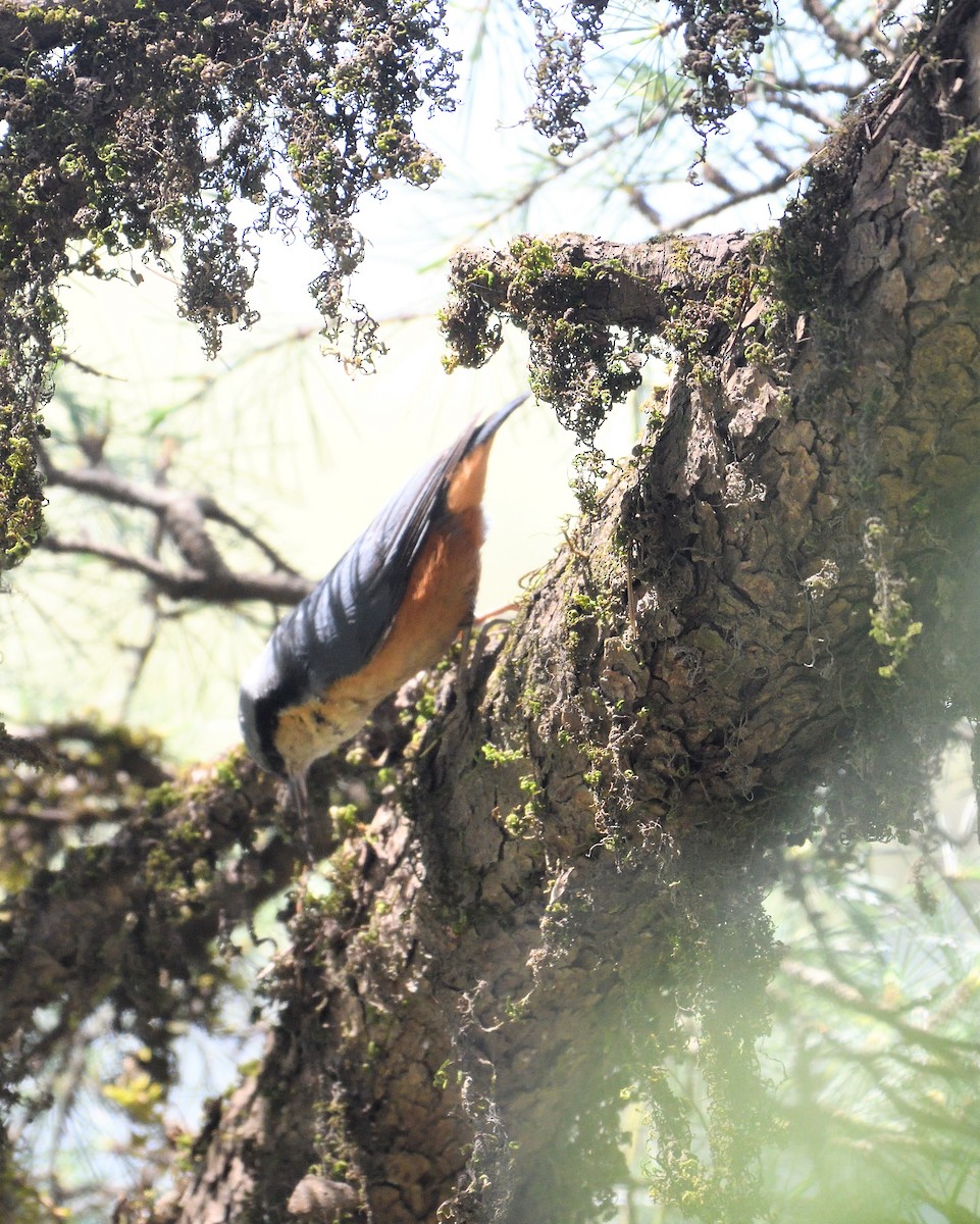 White-tailed Nuthatch - ML152053031