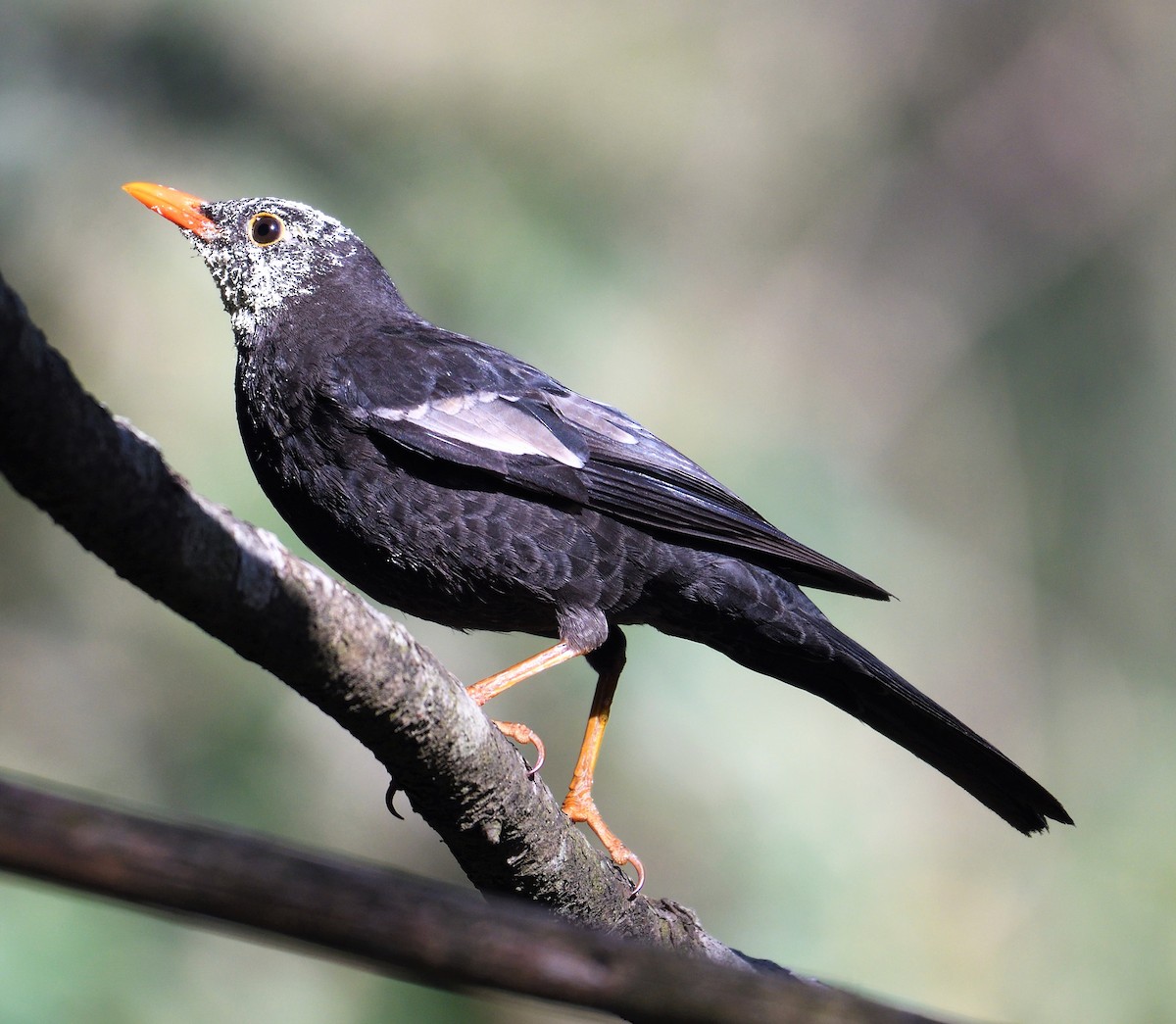Gray-winged Blackbird - ML152053591