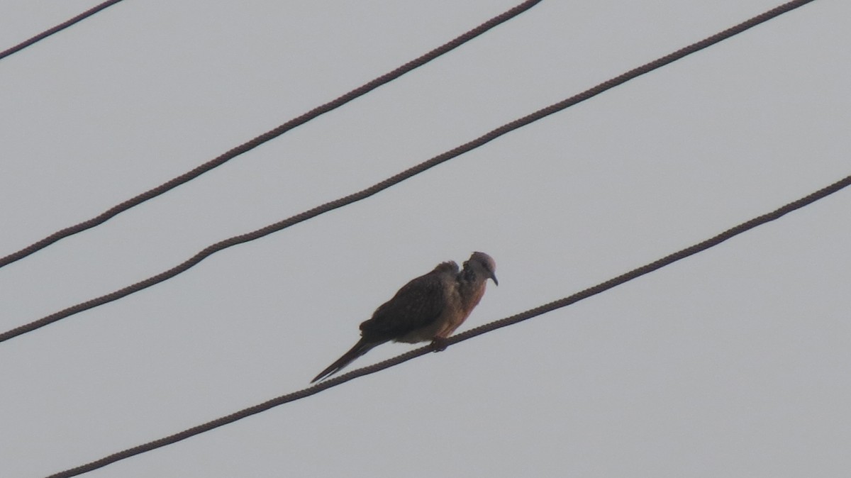 Spotted Dove - ML152054401
