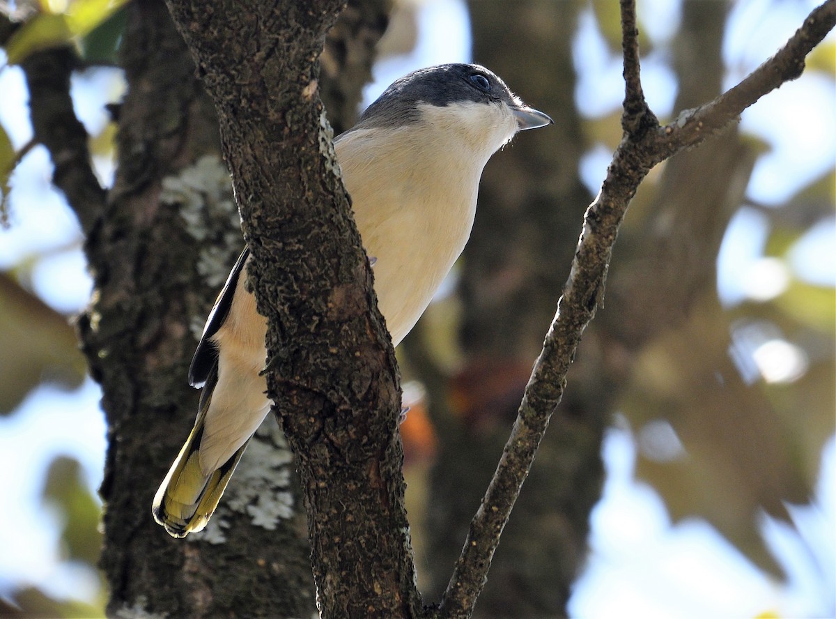 White-browed Shrike-Babbler (Himalayan) - VIJAY S