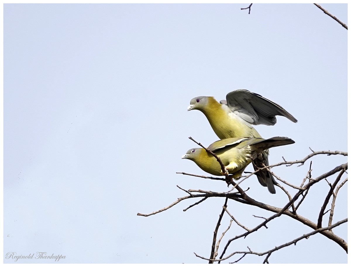 Yellow-footed Green-Pigeon - Reginold Thankappa