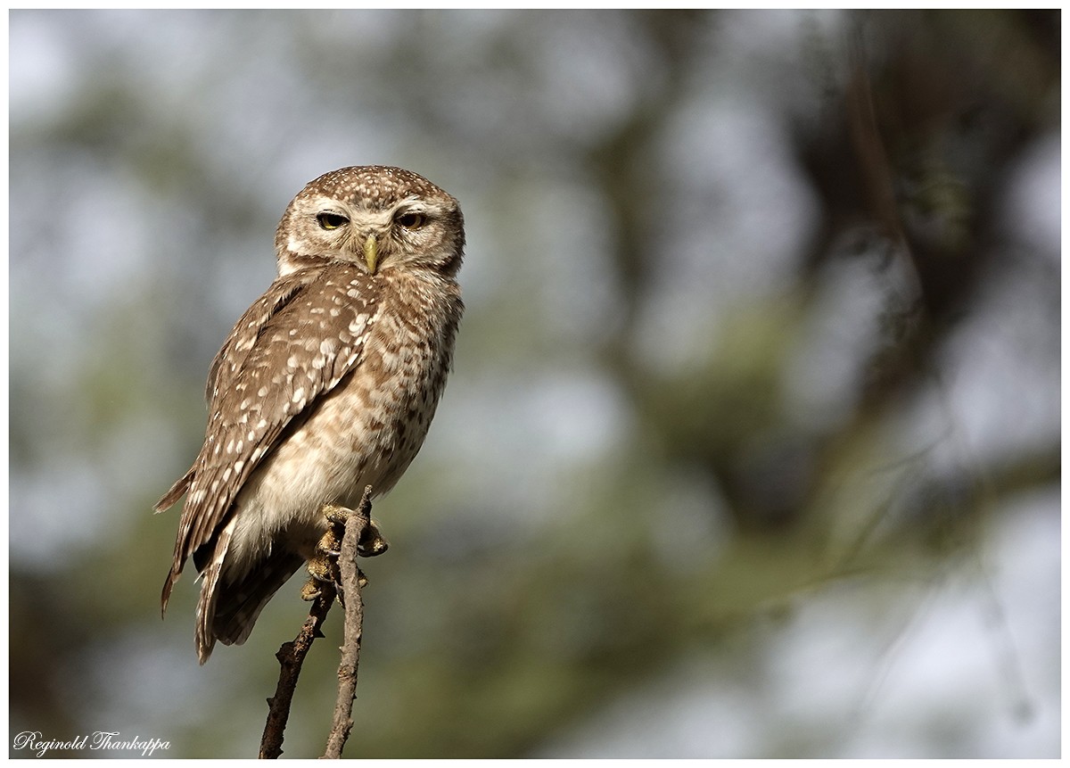 Spotted Owlet - ML152055731