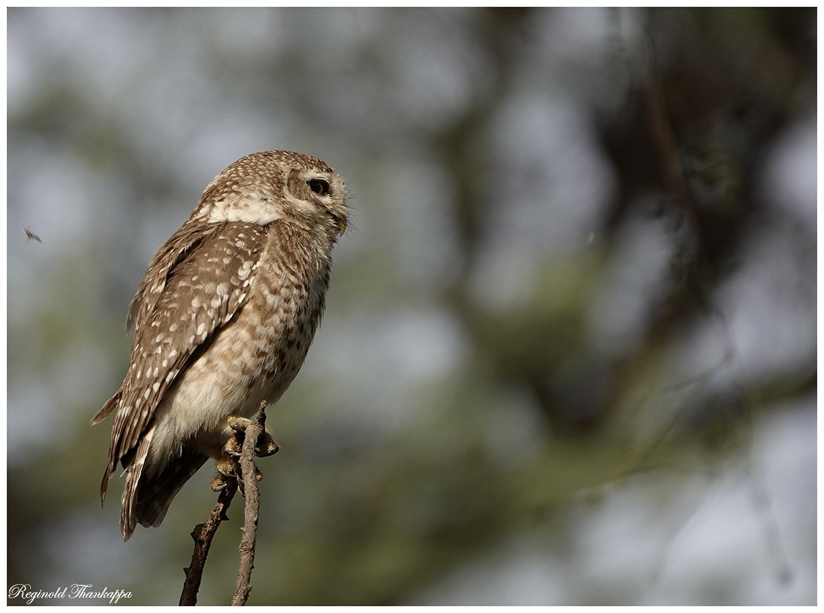 Spotted Owlet - ML152055741