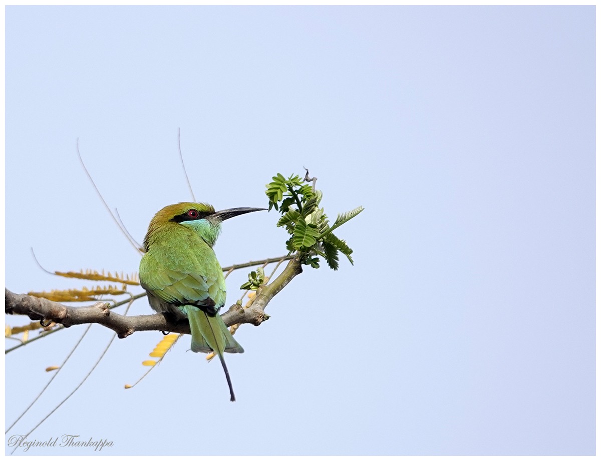 Asian Green Bee-eater - ML152055781
