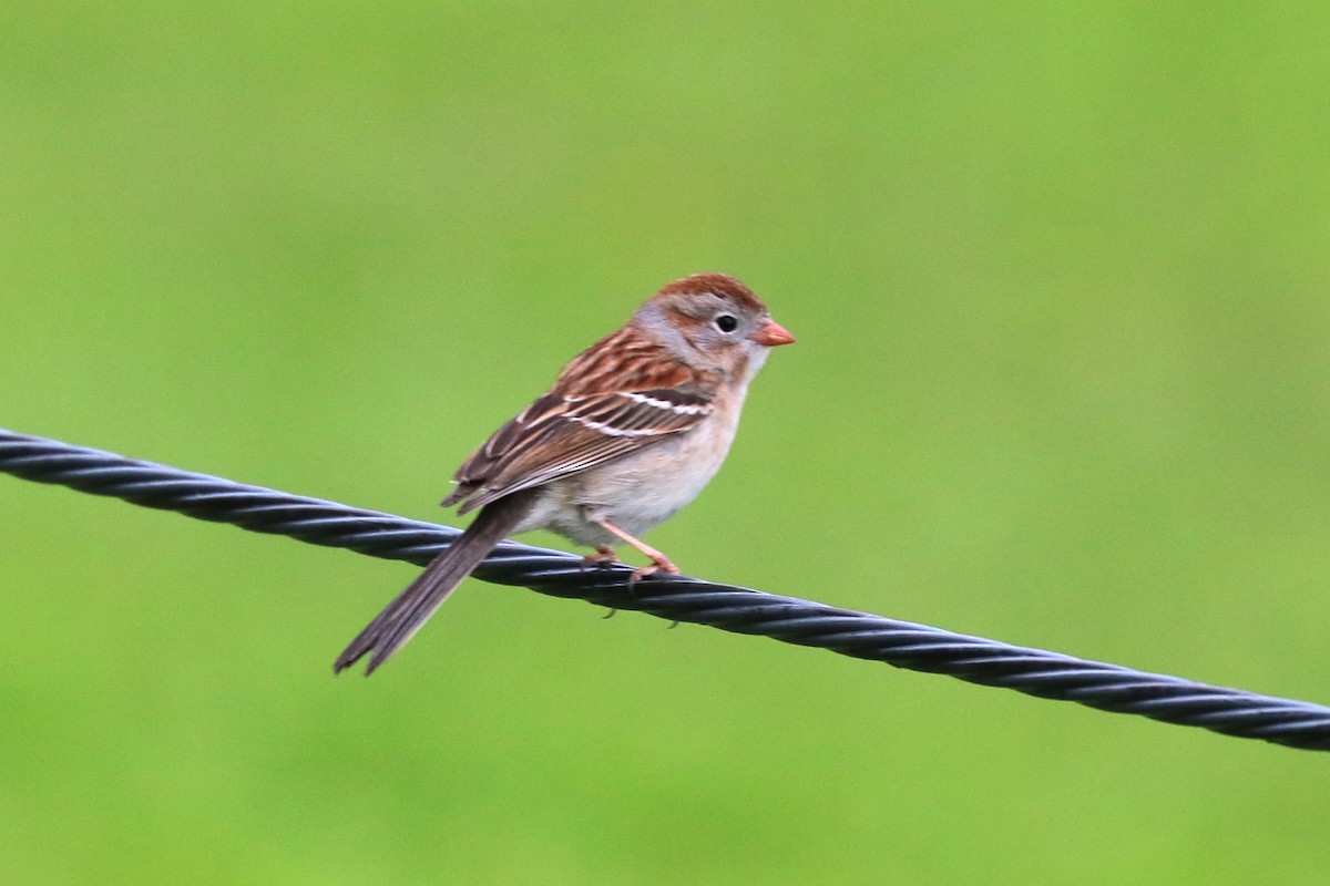 Field Sparrow - Colin Sumrall