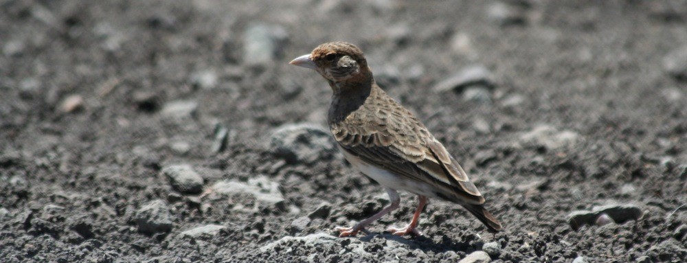 Fischer's Sparrow-Lark - Anabel&Geoff Harries