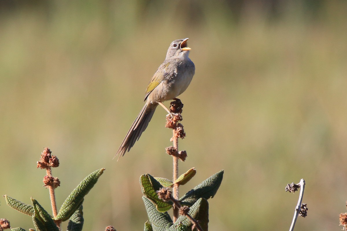 Wedge-tailed Grass-Finch - Fabio Olmos