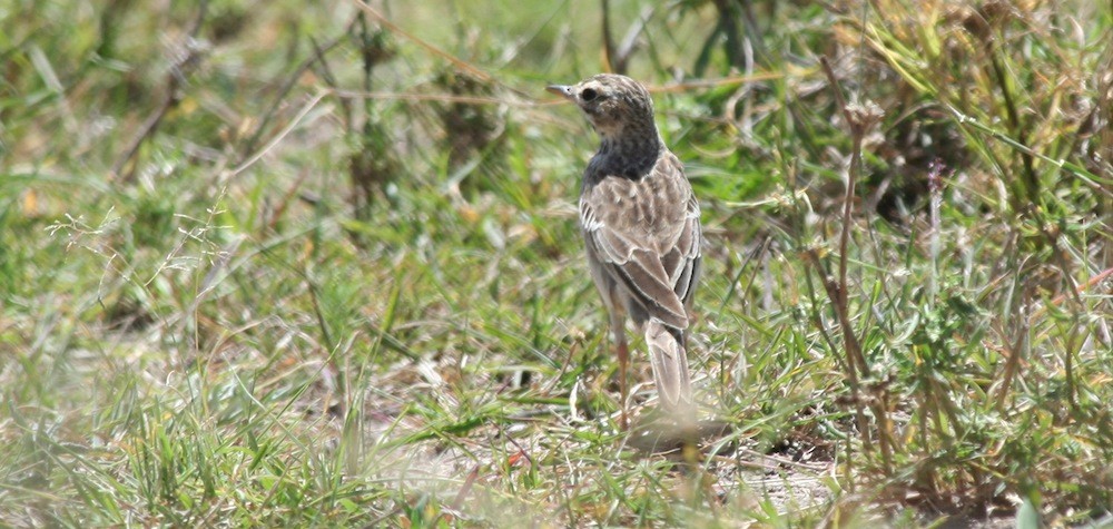 pipit sp. - Anabel&Geoff Harries