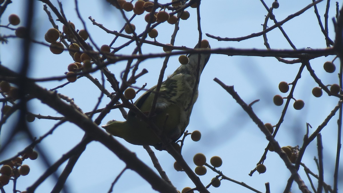 Gray-fronted Green-Pigeon - shyamkumar puravankara