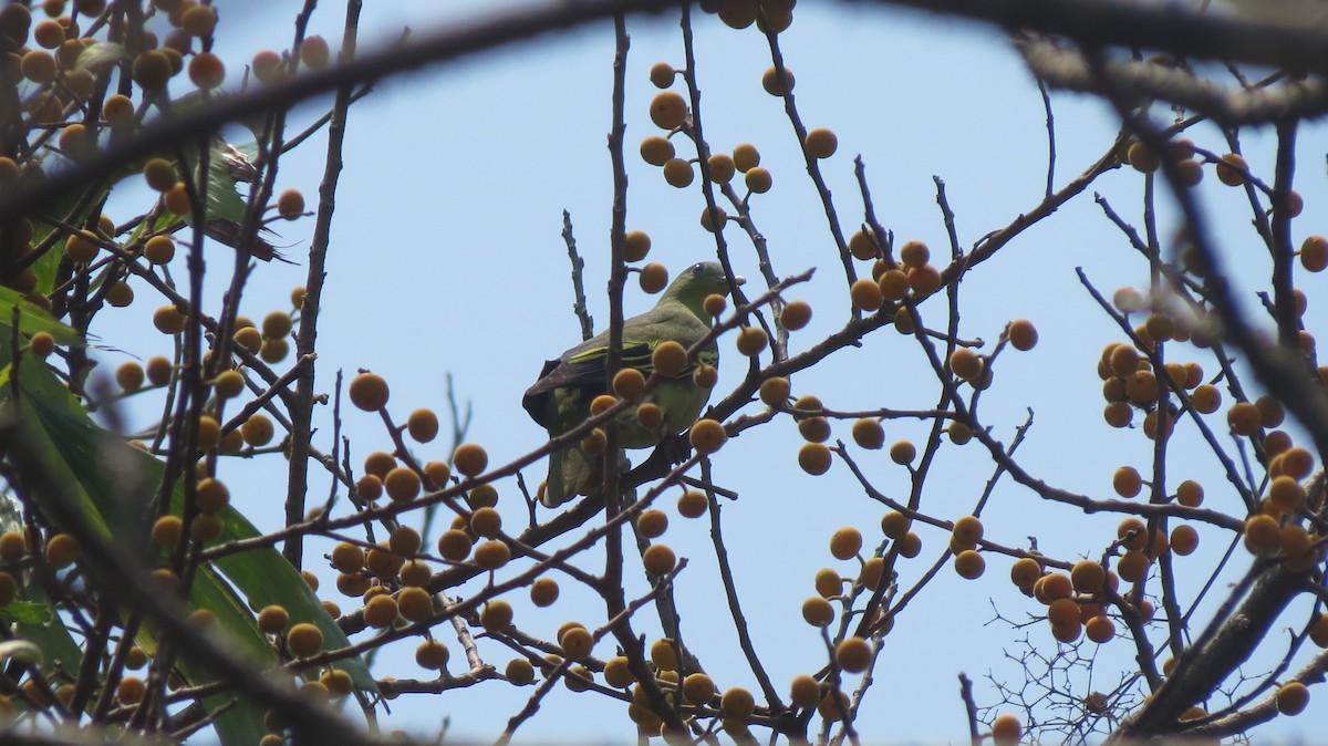 Gray-fronted Green-Pigeon - shyamkumar puravankara