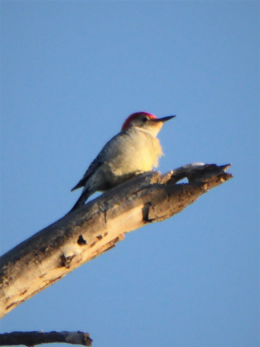 Red-bellied Woodpecker - K K