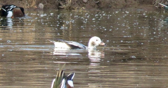 Long-tailed Duck - ML152060351