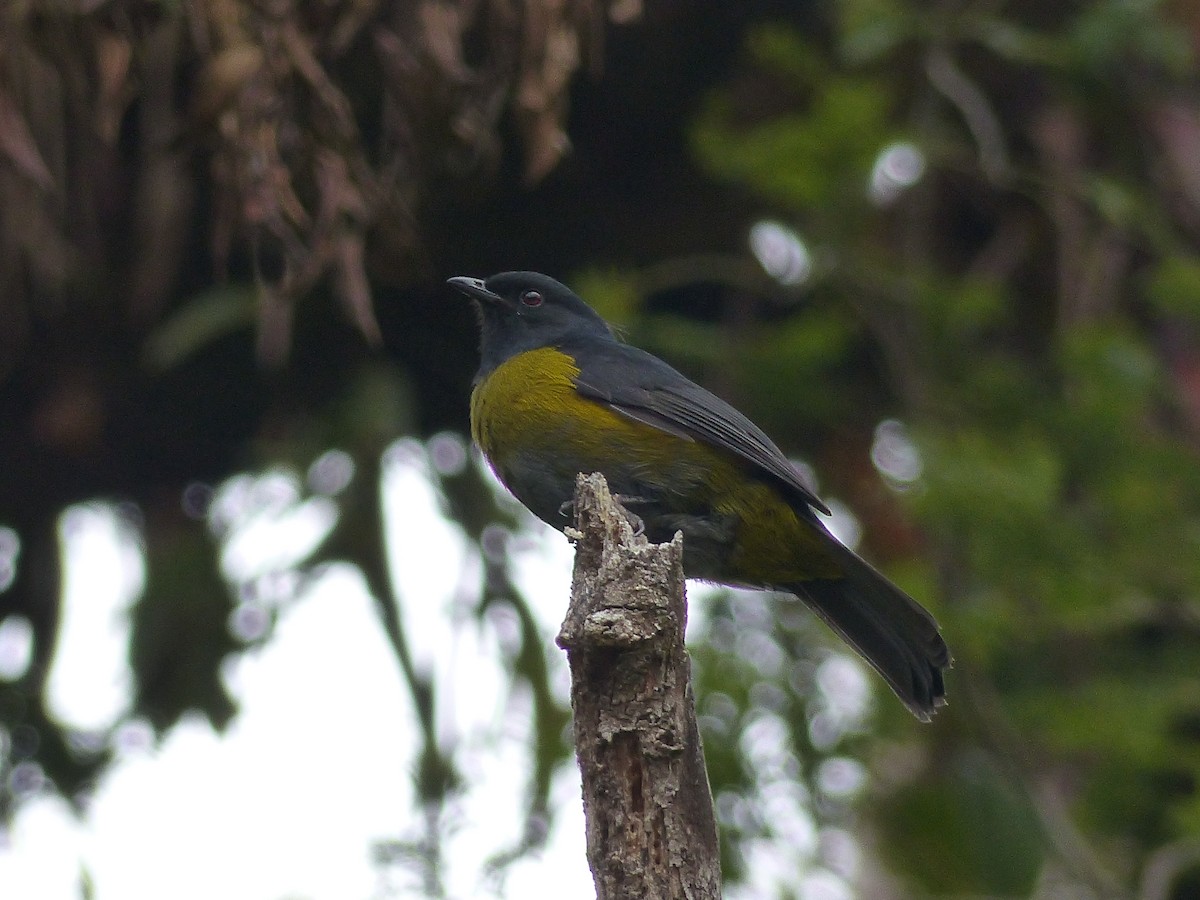Black-and-yellow Silky-flycatcher - Kai Victor
