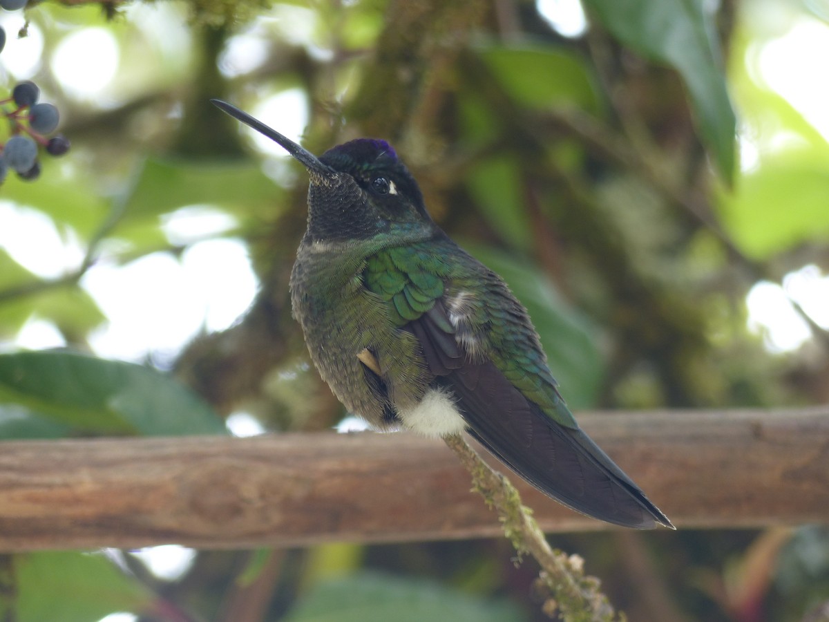Talamanca Hummingbird - Kai Victor