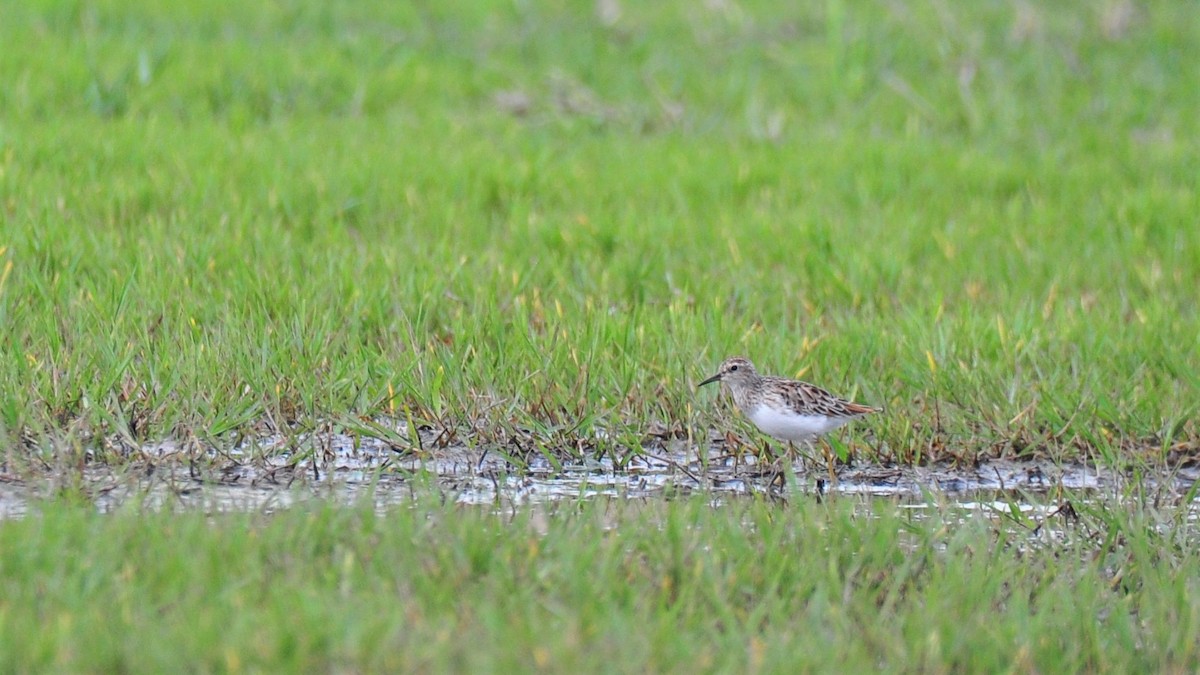 Long-toed Stint - Anonymous