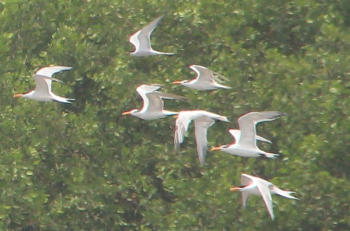 Common Tern - Nestor Herrera