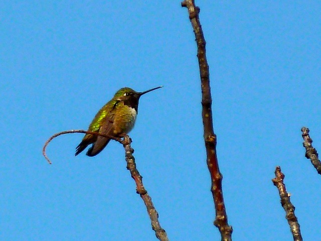 hummingbird sp. - Bert Klimas