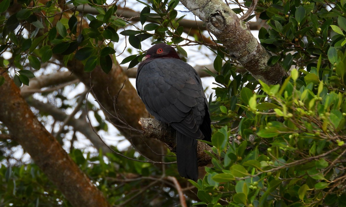 Scaly-naped Pigeon - ML152062371