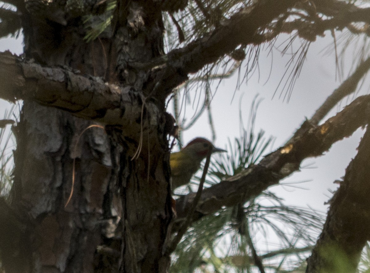 Golden-olive Woodpecker - Cristian Eric  Miranda