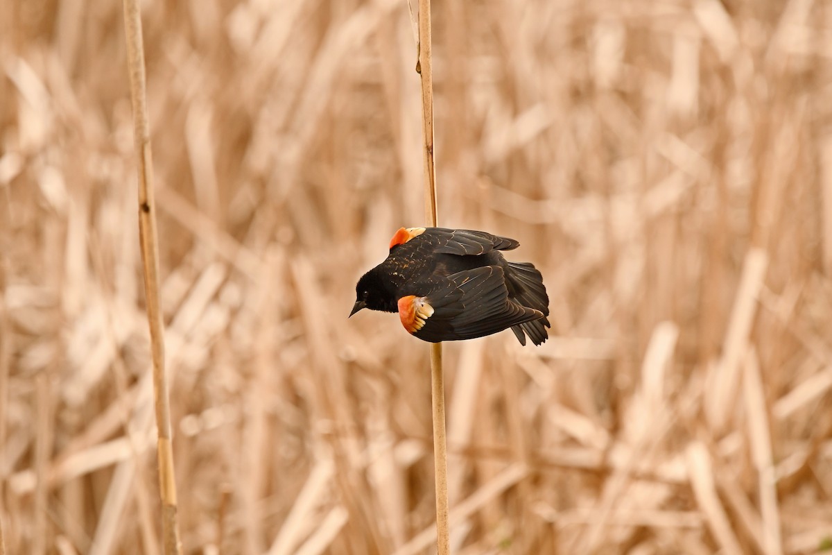 Red-winged Blackbird (Red-winged) - Jesse Adkins