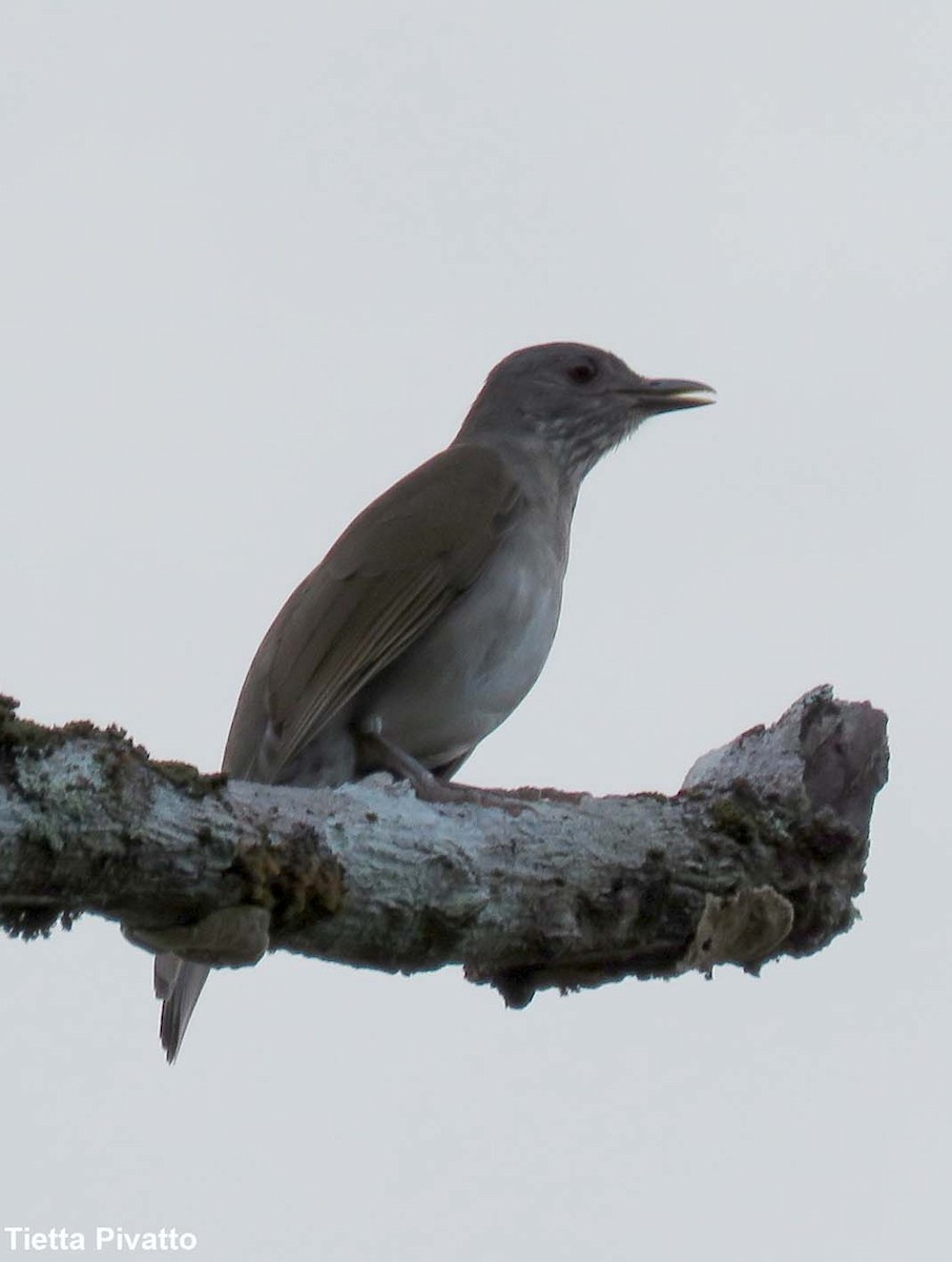 Pale-breasted Thrush - ML152063251