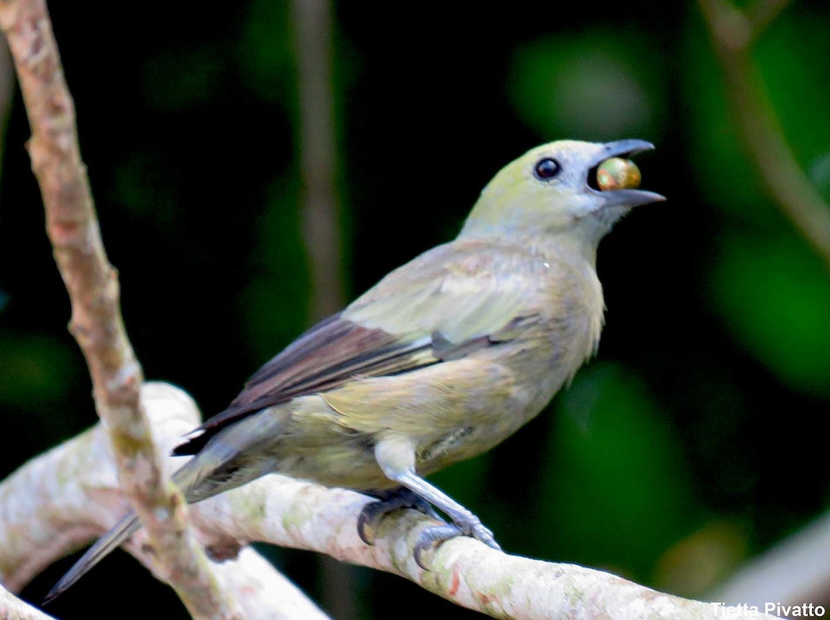 Palm Tanager - ML152063381
