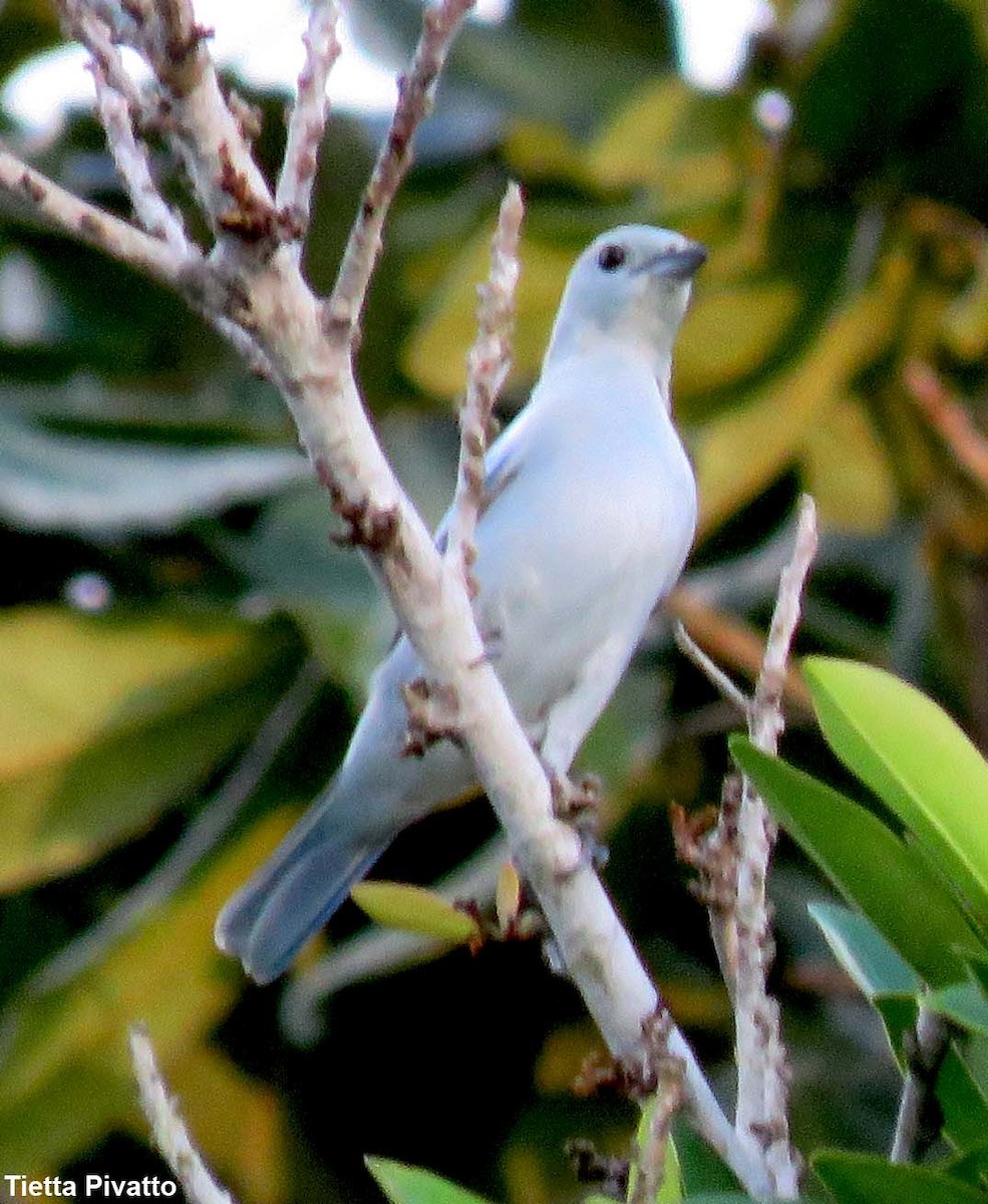 Blue-gray Tanager - ML152063651