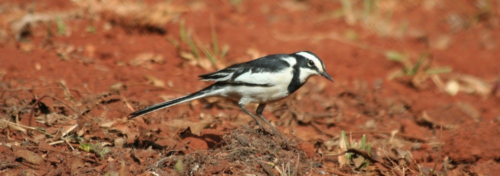 African Pied Wagtail - Anabel&Geoff Harries