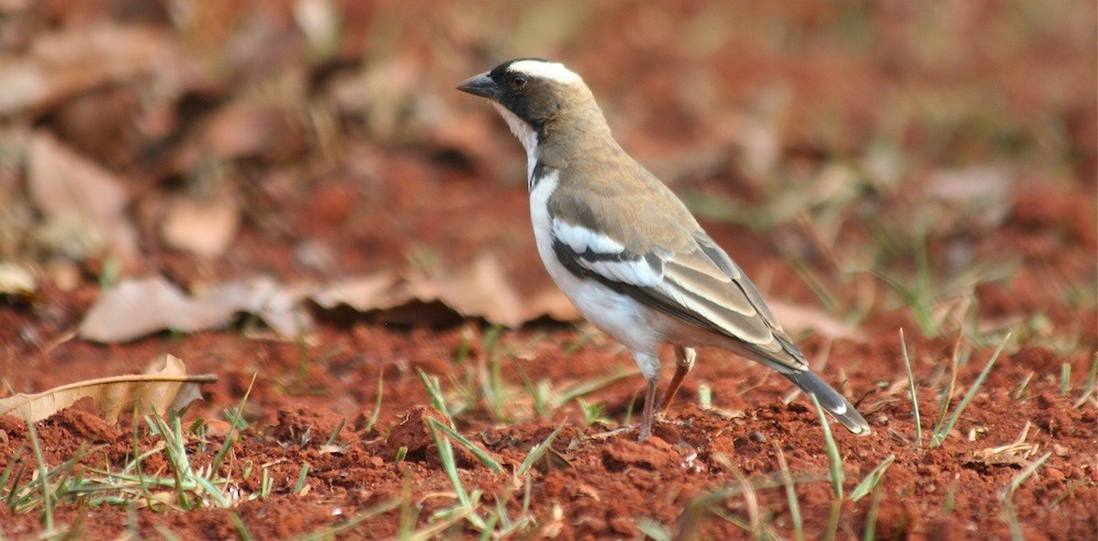 White-browed Sparrow-Weaver - Anabel&Geoff Harries