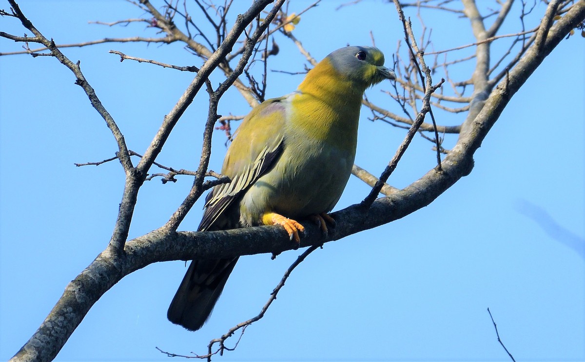 Yellow-footed Green-Pigeon - VIJAY S