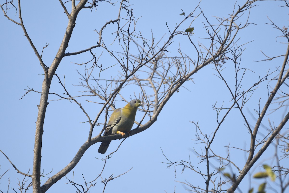 Yellow-footed Green-Pigeon - VIJAY S