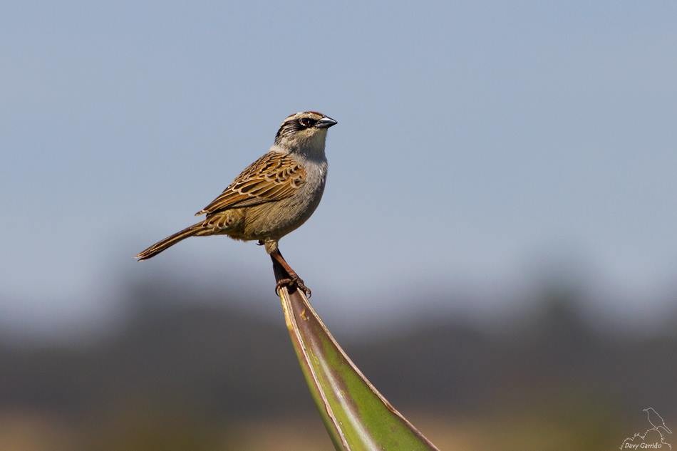 Striped Sparrow - Davy Garrido