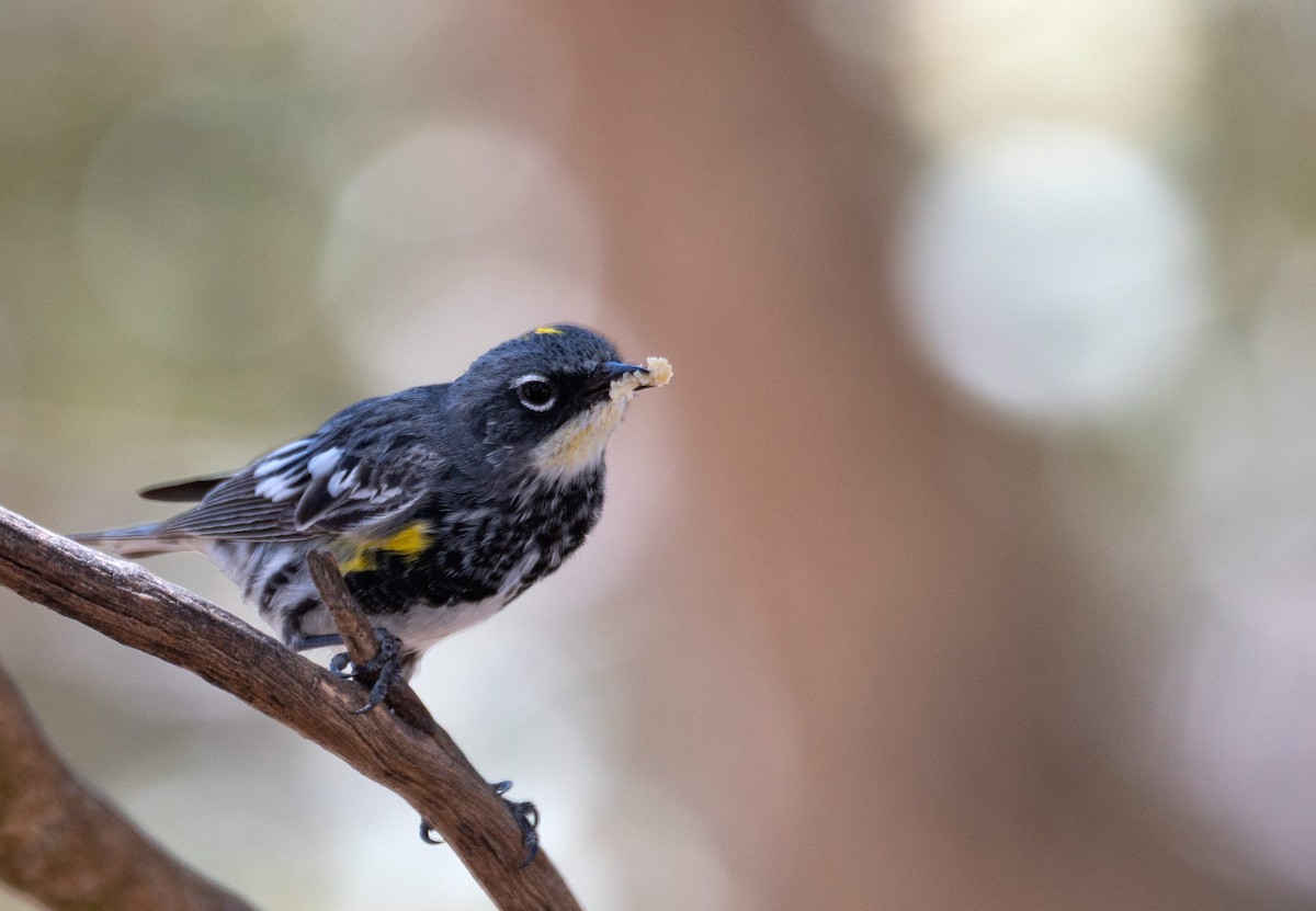 Yellow-rumped Warbler (Audubon's) - ML152067331
