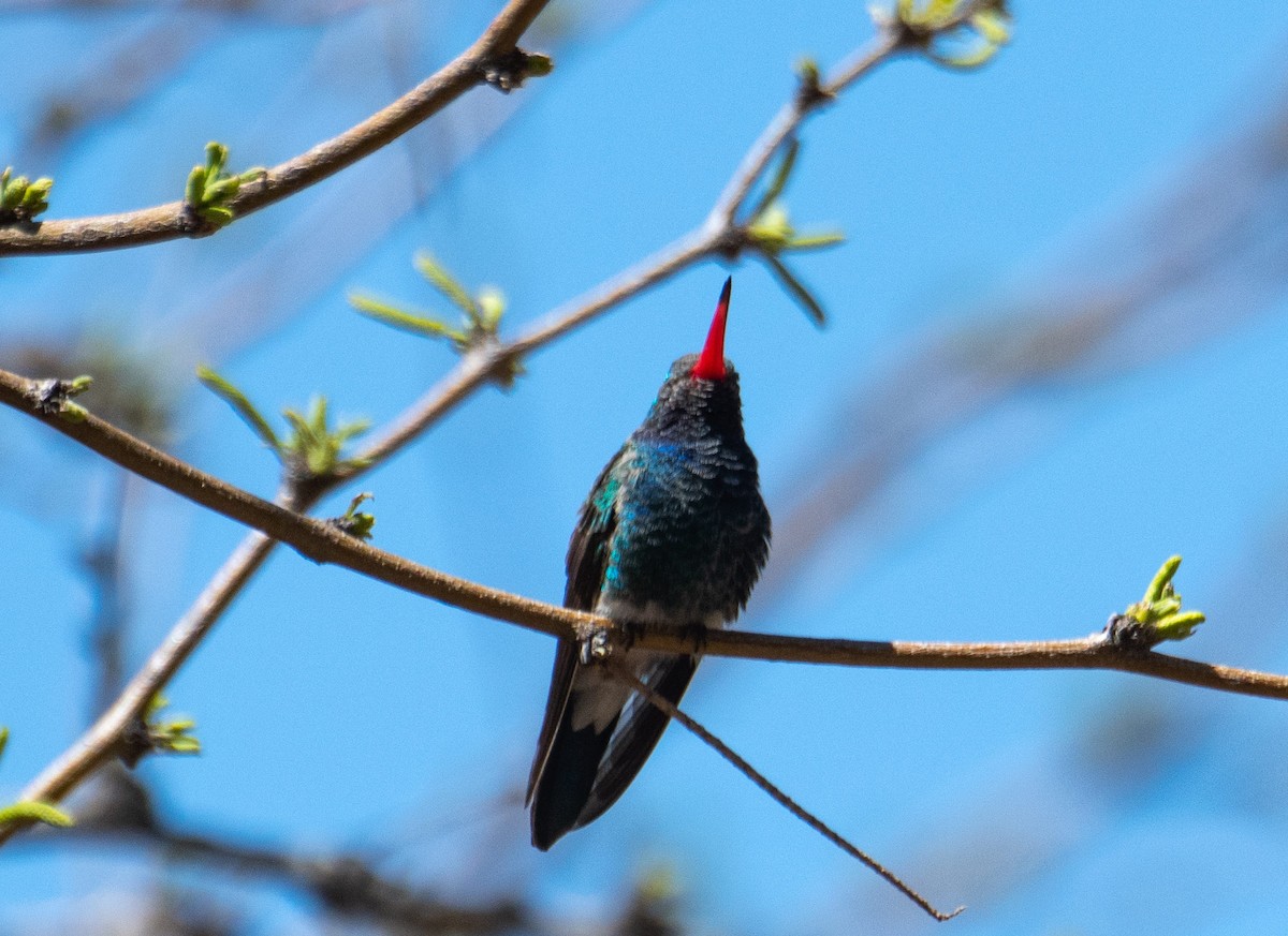 Broad-billed Hummingbird - Annette McClellan