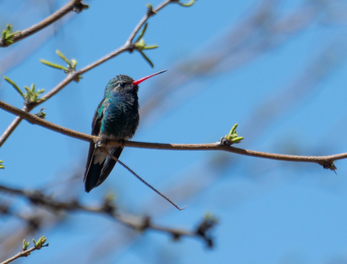 Broad-billed Hummingbird - ML152067951