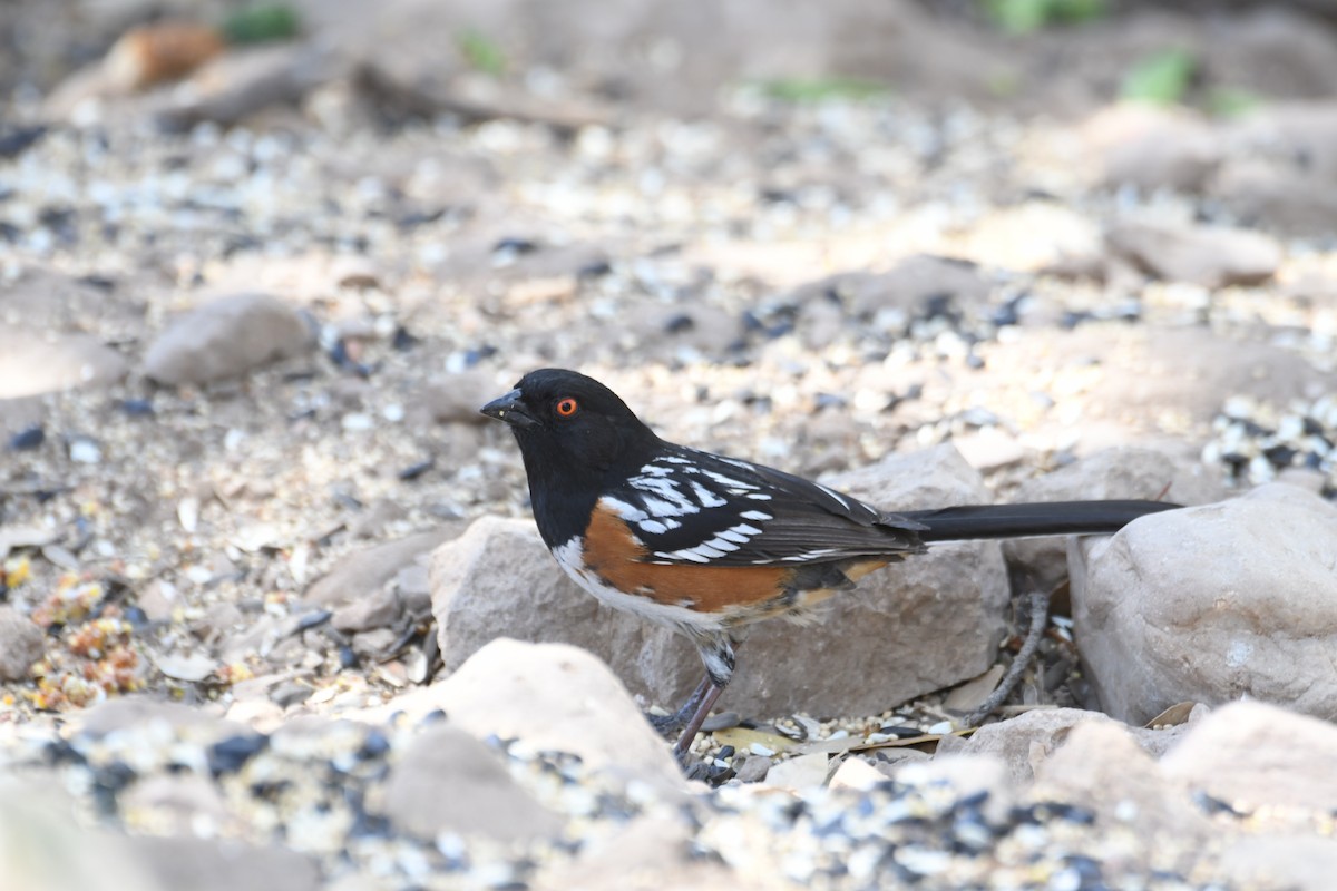 Spotted Towhee - ML152067991