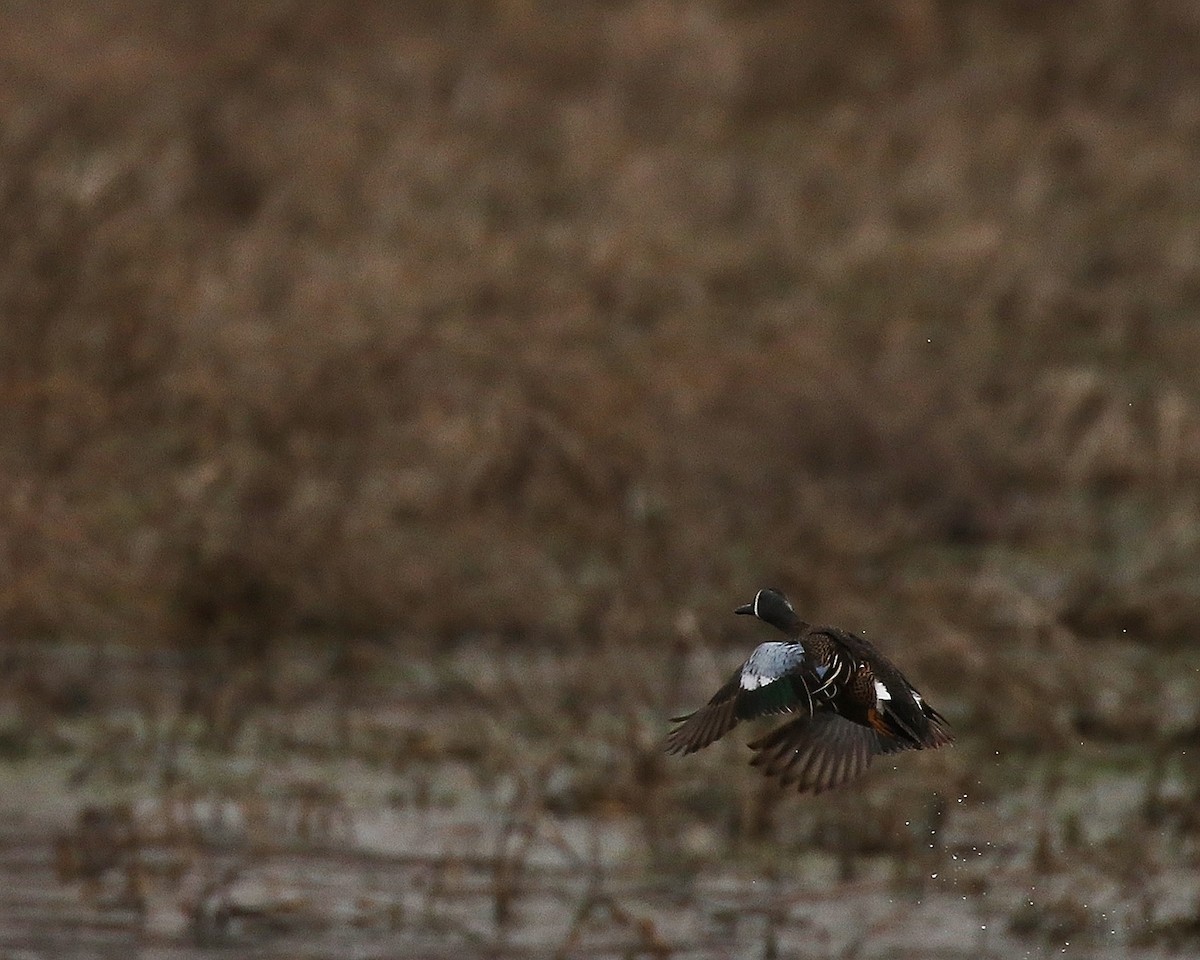 Blue-winged Teal - ML152068691
