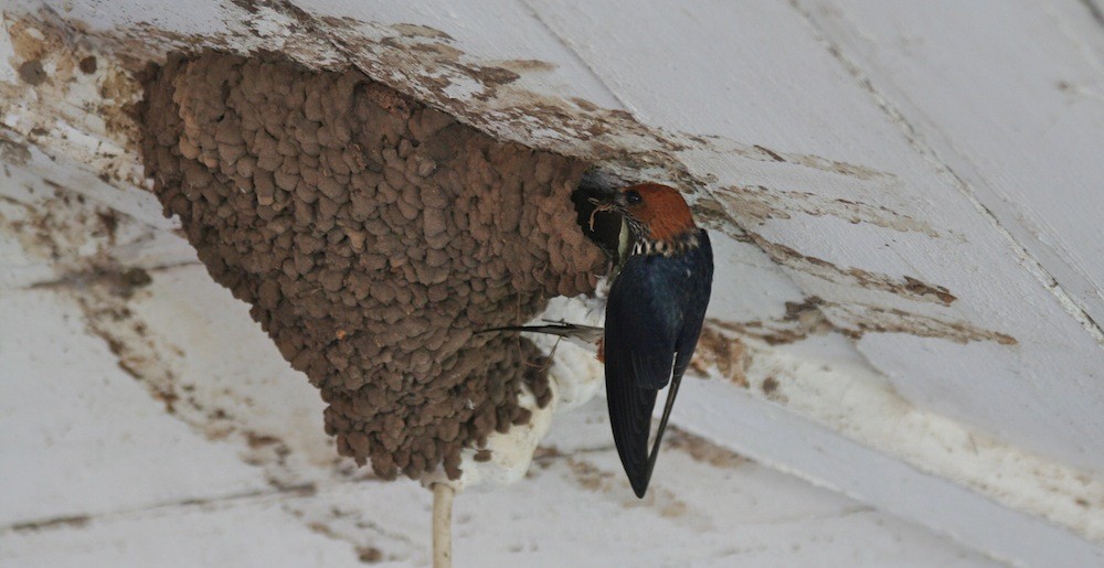 Lesser Striped Swallow - Anabel&Geoff Harries