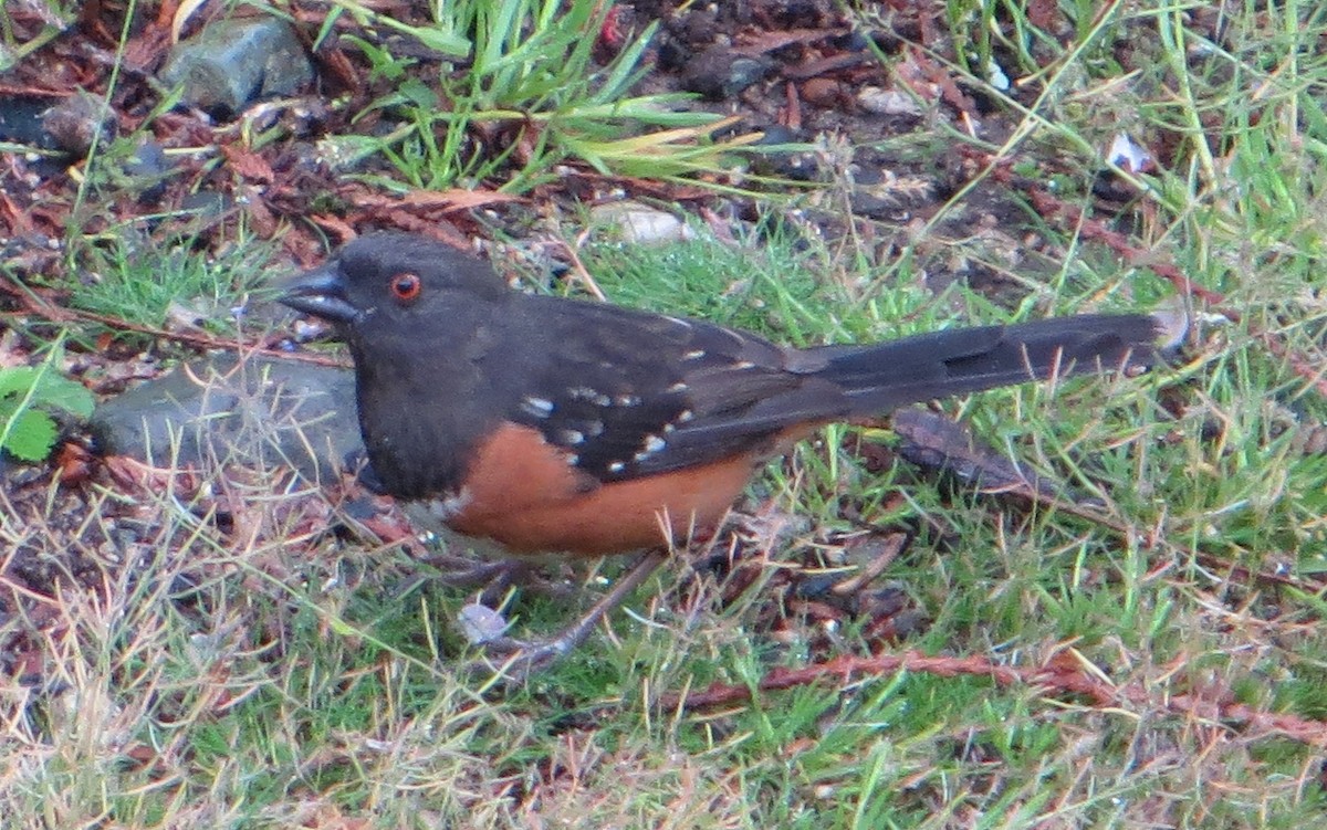 Spotted Towhee - Tom Rohrer